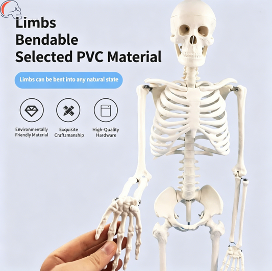 85CM Human Skeleton Model – PVC Medical Teaching Skeleton with Movable Joints & Removable Skull