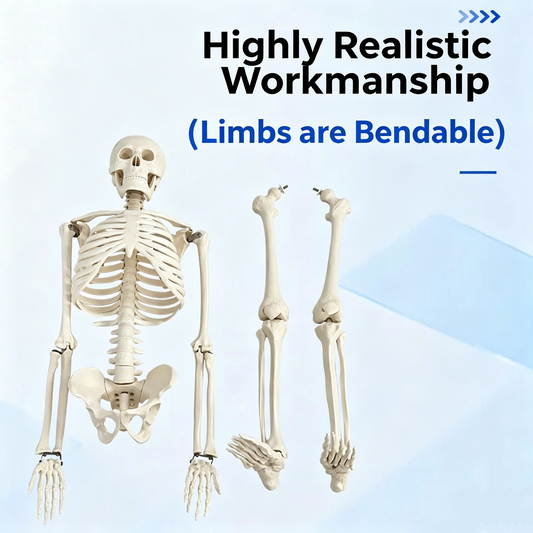 85CM Human Skeleton Model – PVC Medical Teaching Skeleton with Movable Joints & Removable Skull