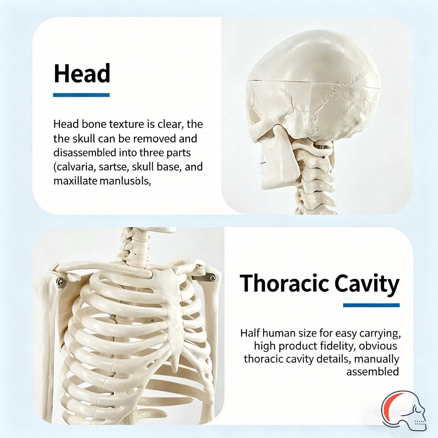 85CM Human Skeleton Model – PVC Medical Teaching Skeleton with Movable Joints & Removable Skull