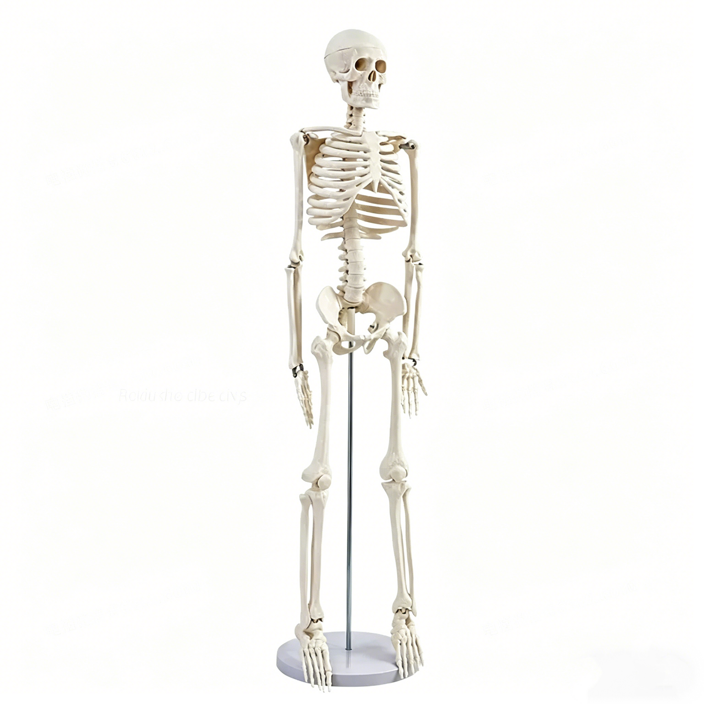 85CM Human Skeleton Model – PVC Medical Teaching Skeleton with Movable Joints & Removable Skull