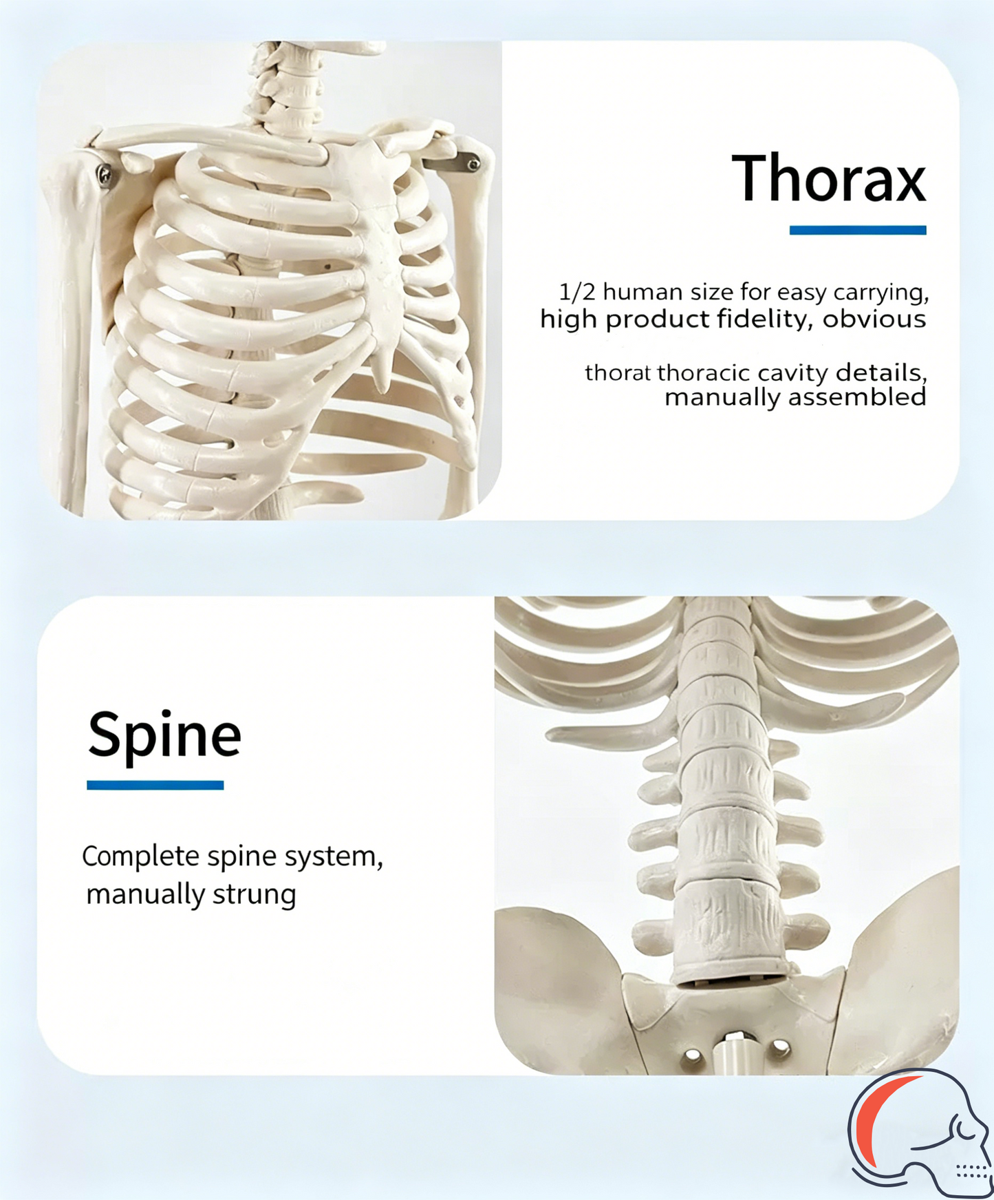 85CM Human Skeleton Model – PVC Medical Teaching Skeleton with Movable Joints & Removable Skull